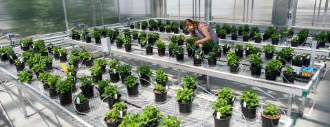 woman caring for plants in a greenhouse