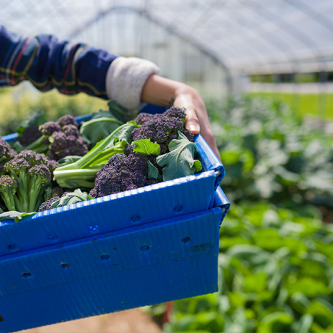 person holding bin of broccoli in greenhouse